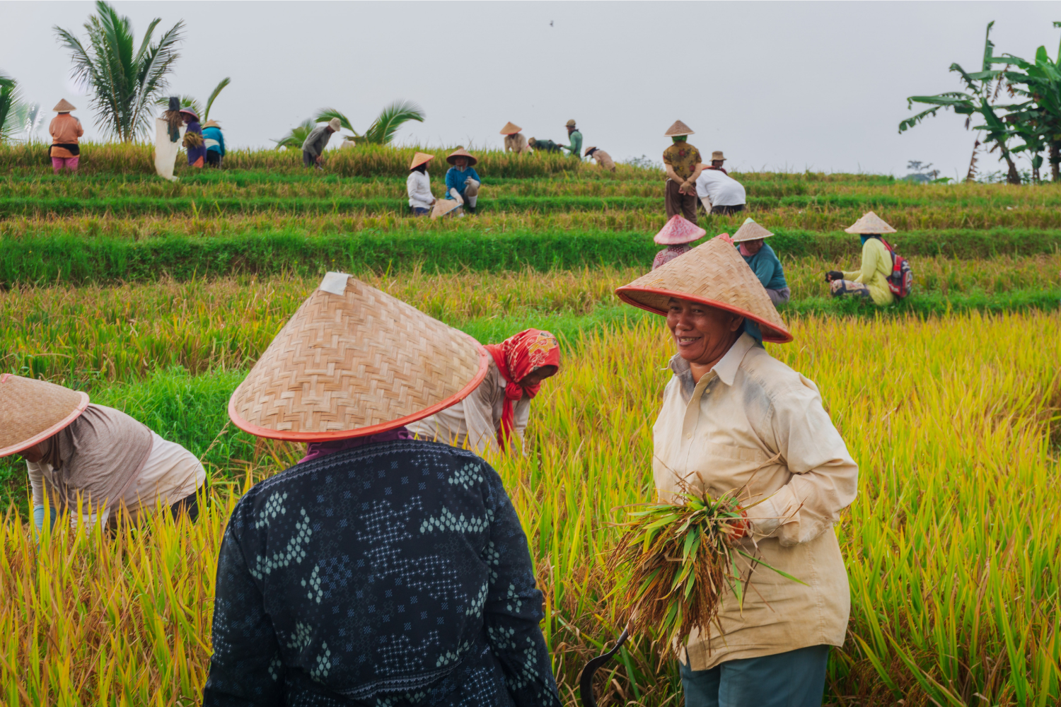 sawah